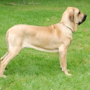 Fila Brasileiro